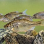 fish pit tags