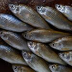 fish pit tags