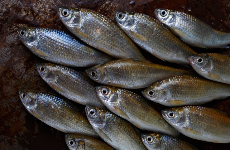 fish pit tags