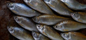fish pit tags